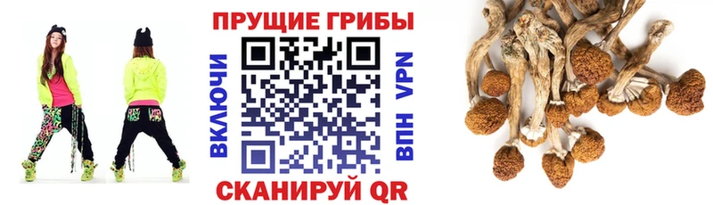 как найти закладки  Дубна  Псилоцибиновые грибы мухоморы 